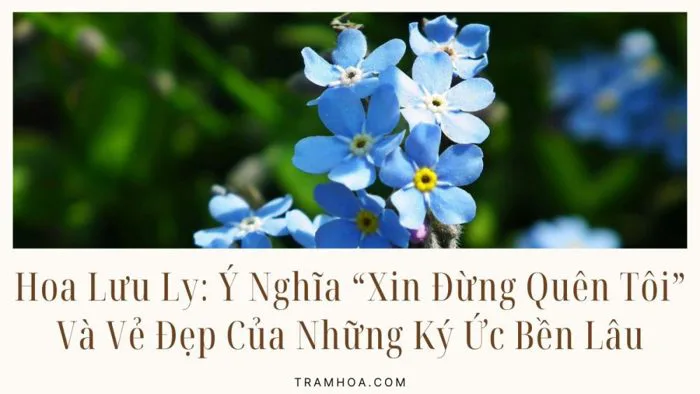 Hoa Lưu Ly: Ý Nghĩa “Xin Đừng Quên Tôi” Và Vẻ Đẹp Của Những Ký Ức Bền Lâu -  Trạm Hoa