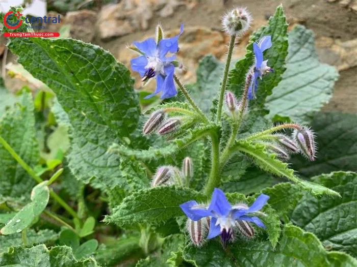 Cây Lưu ly (Borago officinalis L.) - Loài hoa xinh đẹp, vị thuốc quý cho  sức khỏe