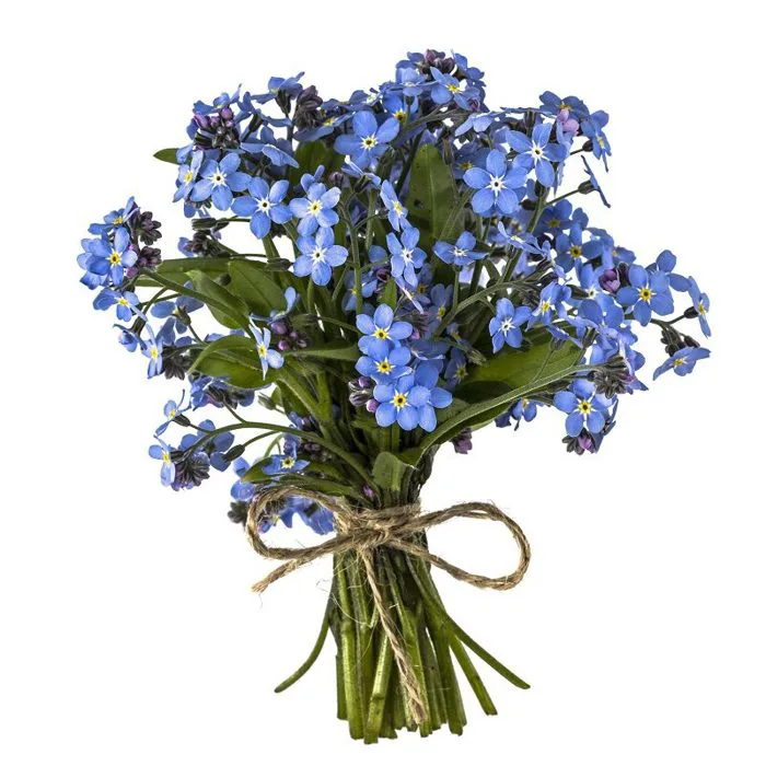 Tìm hiểu về Lưu Ly - Loài hoa có tên Forget Me Not?