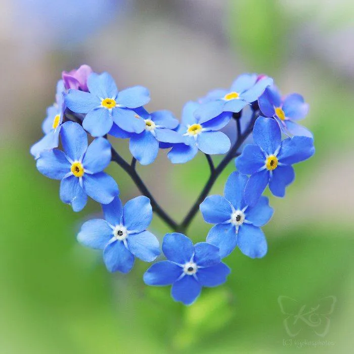 Sự tích hoa lưu ly - Cửa hàng hoa tươi May Flower