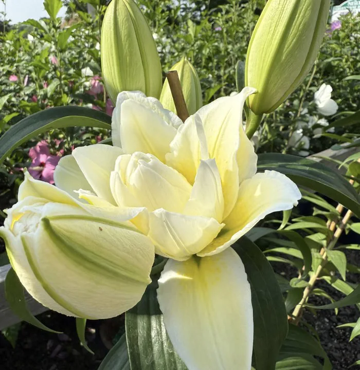 củ giống hoa lily ' Ludwina ' Nhập Khẩu - Công Ty TNHH Trúc Vũ Farm