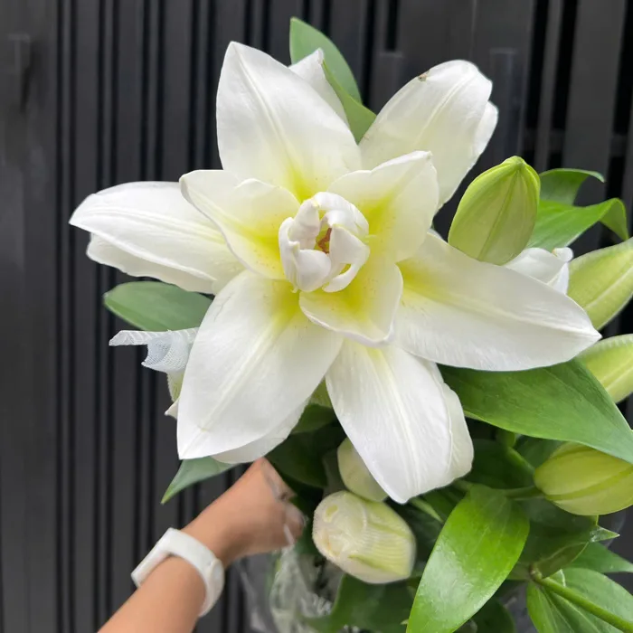 Hoa ly kép trắng