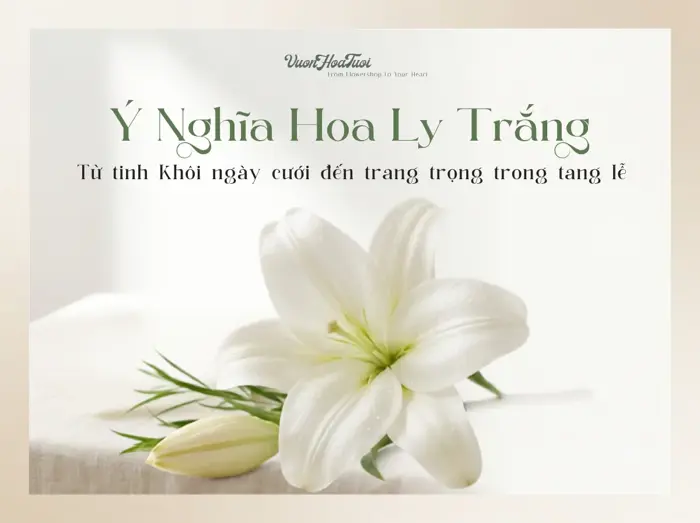 Ý Nghĩa Hoa Ly Trắng: Tinh Khôi Ngày Cưới, Trang Trọng Tang Lễ