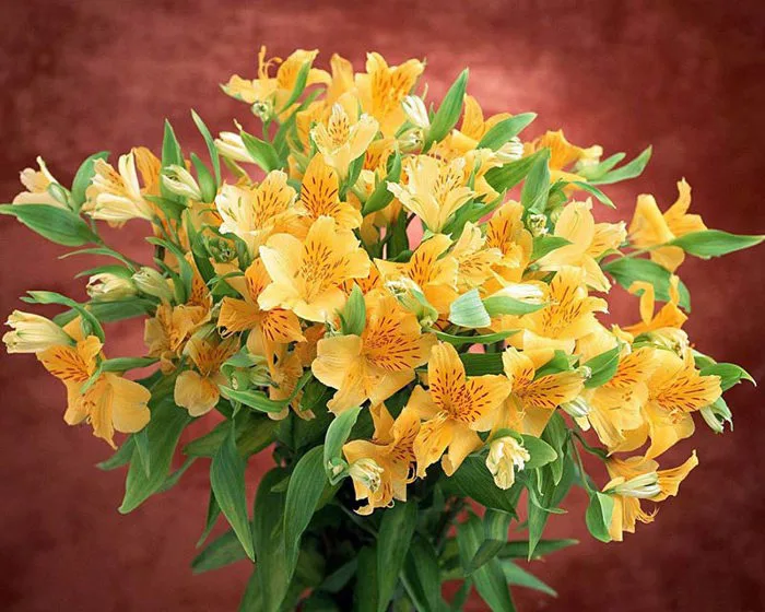 Ý nghĩa của hoa ly vàng thanh lịch, sang trọng