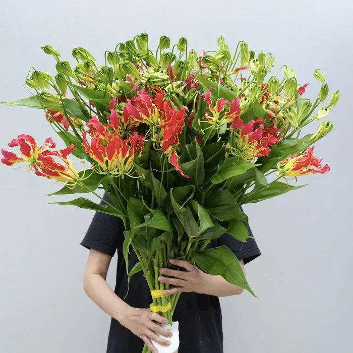 Hoa Ly Lửa Nhật Bản
