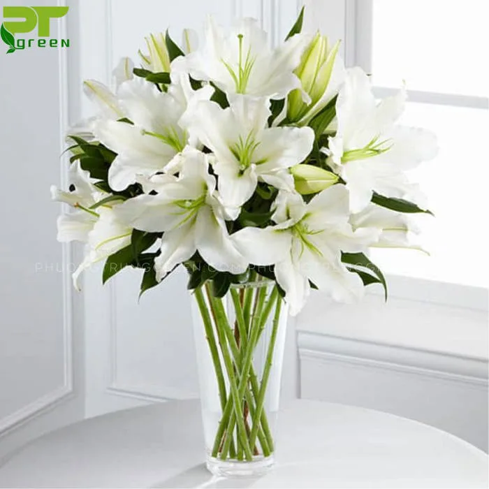 Hoa Lily - Những ý nghĩa của hoa Ly qua màu sắc