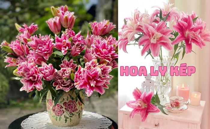 Roselily (Hoa Ly Kép): Nguồn Gốc, Ý Nghĩa Và Các Loại Hoa Ly Kép Đẹp – Flosa