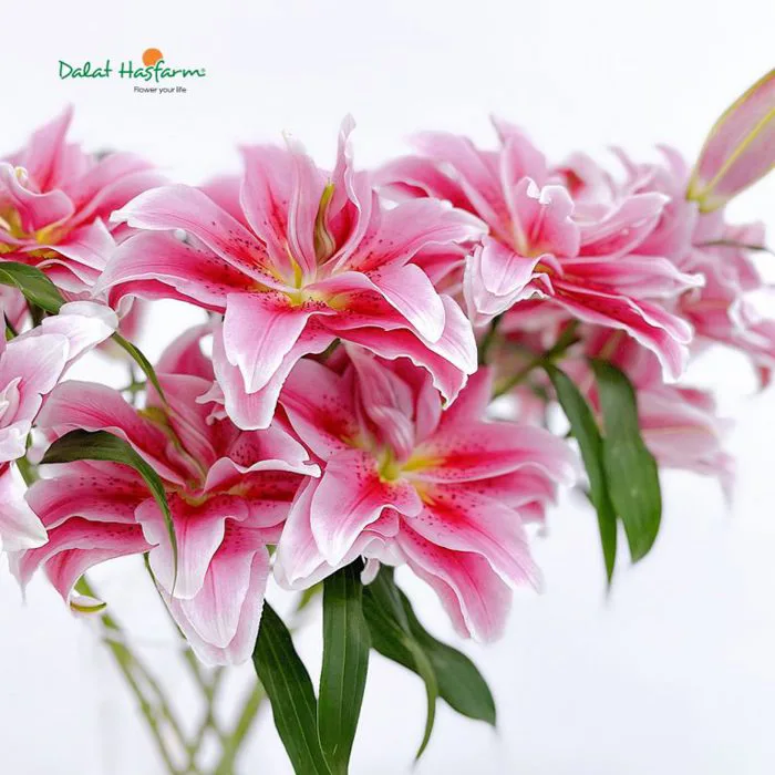 Roselily (Ly kép): Ưu điểm, ý nghĩa và cách giữ hoa tươi lâu