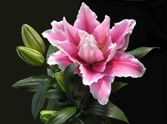 Bó ly hồng kép (5 cành) - Domy Flower | Mua hoa online TPHCM