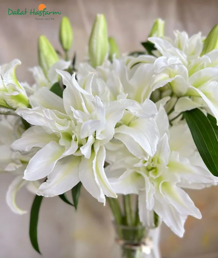 Roselily (Ly kép): Ưu điểm, ý nghĩa và cách giữ hoa tươi lâu