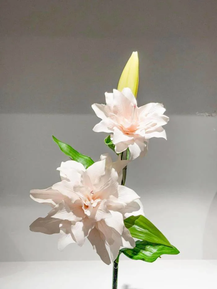 Lily Spring - Hoa Ly Cánh Kép Nhật