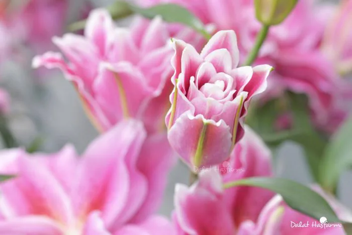 Roselily (Ly kép): Ưu điểm, ý nghĩa và cách giữ hoa tươi lâu