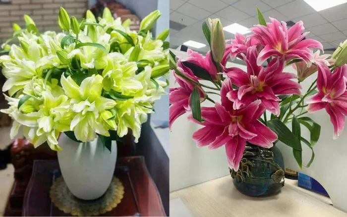 Roselily (Hoa Ly Kép): Nguồn Gốc, Ý Nghĩa Và Các Loại Hoa Ly Kép Đẹp – Flosa