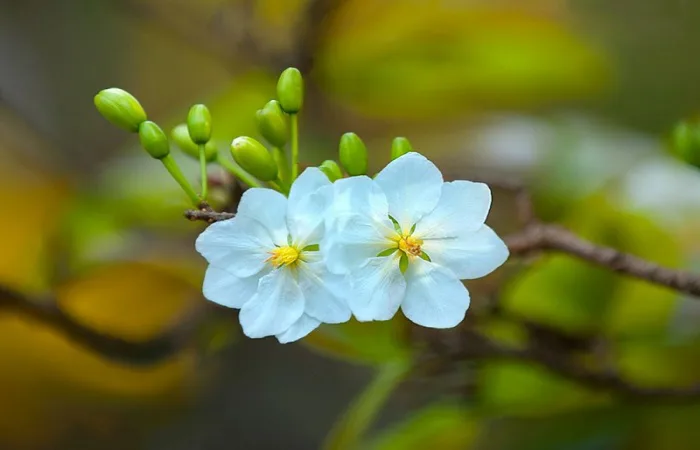 Top các loại mai dùng trong trang trí ngày Tết - khamphahue.com.vn