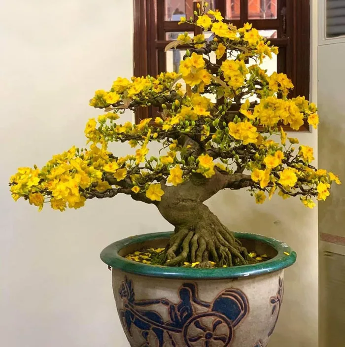Hoa Mai vàng (Ochna integerrima)