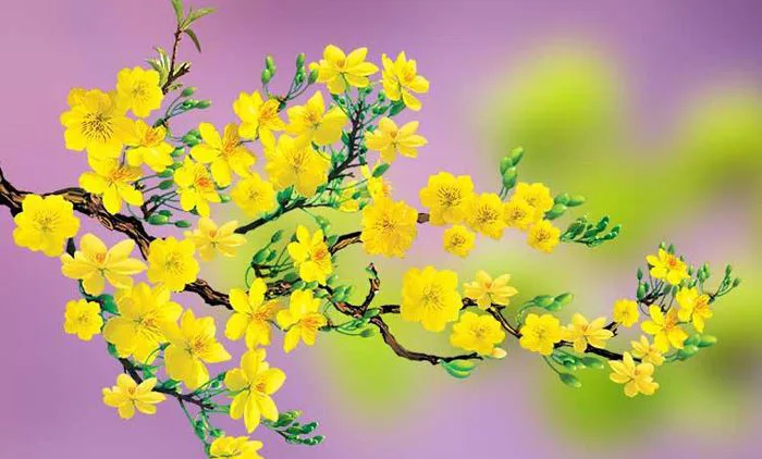 Hình nền hoa mai đẹp | Hoa đạo, Du lịch, Hoa mai vàng