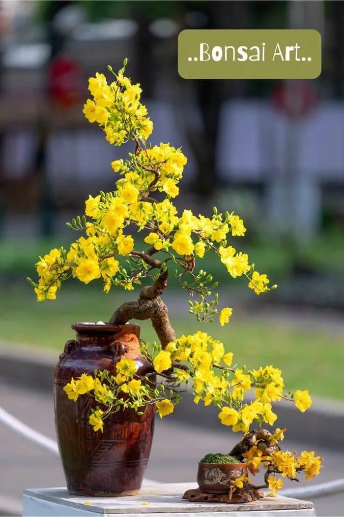 Én Hoa Xuân - FlowerSight - Shop Chậu Hoa Tại HCM