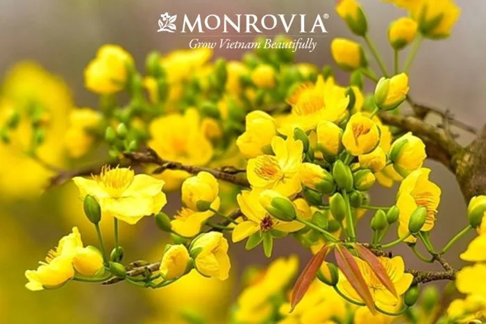 Cách chăm sóc hoa mai nở bung vàng rực đúng ngày Tết - Monrovia Official