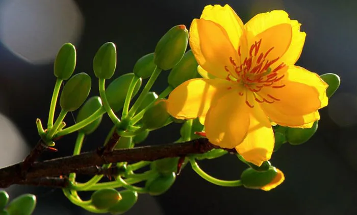 Ý nghĩa của Hoa Mai | Tượng trưng cho sự phú quý, tốt lành - FLoLi