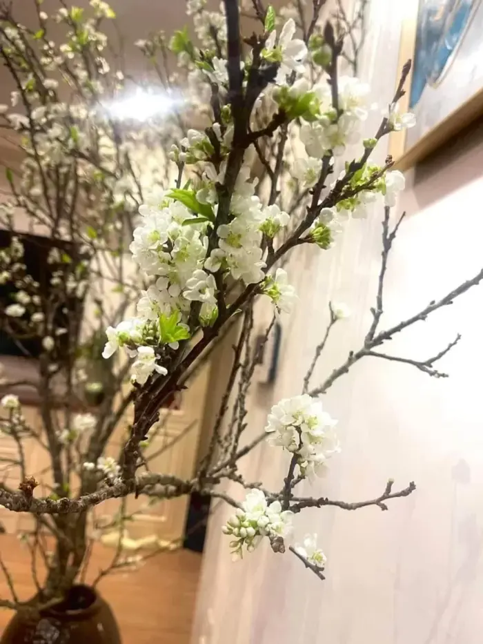 Bí quyết cắm hoa mận rừng ngày Tết - Tiệm Rộp Rộp - Trái Cây - Hoa Tươi -  Đặc Sản