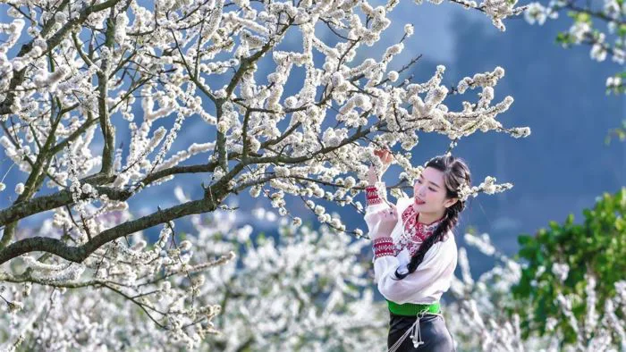 Hoa mận Tây Bắc mùa nào đẹp nhất? Kinh nghiệm 