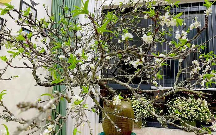Độc lạ thú vui sử dụng hoa mận chơi Tết của nhiều người