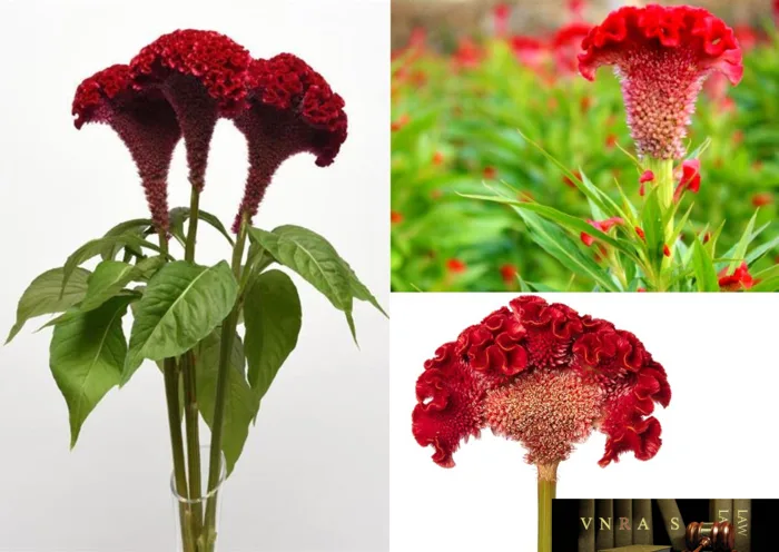 Cây Mào Gà Đỏ (Bông Mồng Gà Đỏ, Kê Quan Hoa) - Những cây thuốc và vị thuốc  Việt Nam - Đỗ Tất Lợi - Vietnam Regulatory Affairs Society - Luật Dược Việt  Nam
