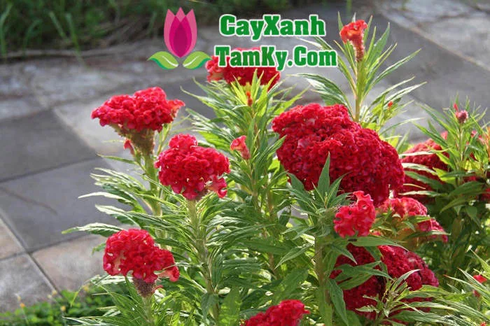 Cây hoa mào gà - Đặc điểm, giá bán, ý nghĩa, công dụng, cách trồng và chăm  sóc cây hoa mào gà - Cây Xanh Tam Kỳ