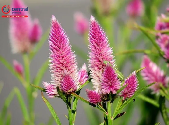 Cây Mào Gà Trắng (Mồng gà trắng - Celosia argentea) thu liễm, cầm máu