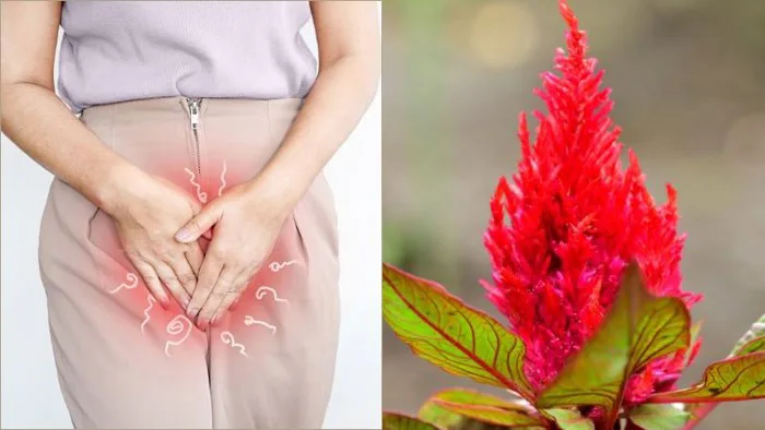 Hoa mào gà là gì? 16 bài thuốc trị bệnh từ hoa mào gà