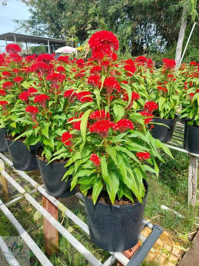 Hoa mào gà búa đỏ - VINA XANH