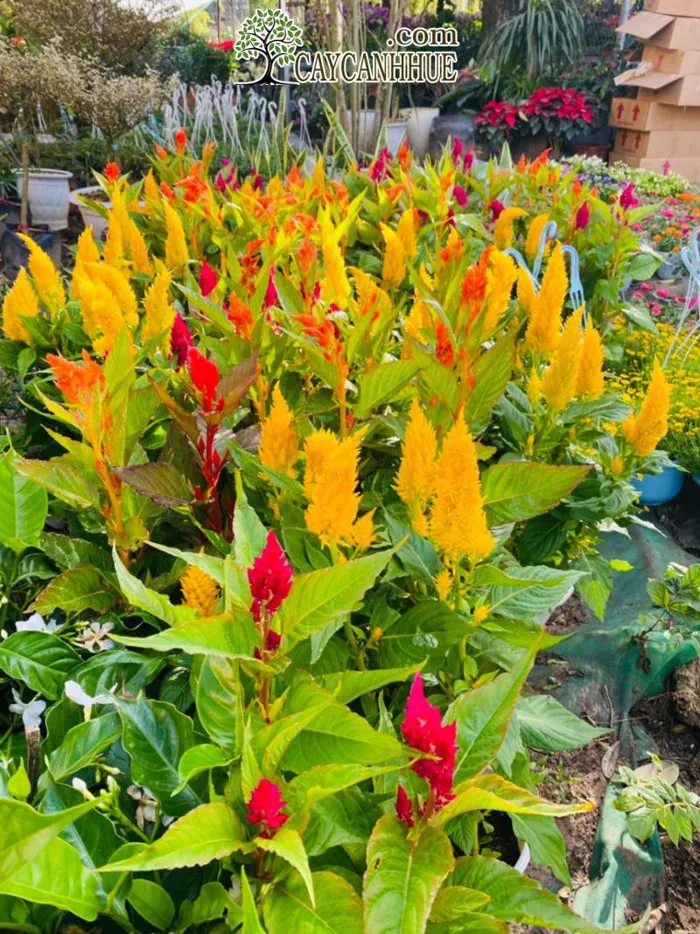 Cây hoa mào gà - Đặc điểm, ý nghĩa, công dụng, cách trồng và chăm sóc cây hoa  mào gà - Cây cảnh Huế - Công ty TNHH Huế Bốn Mùa Hoa