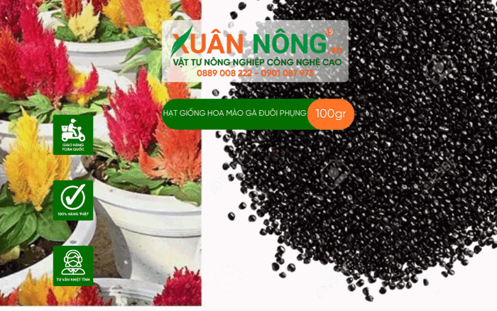 Hoa mào gà đuôi phụng