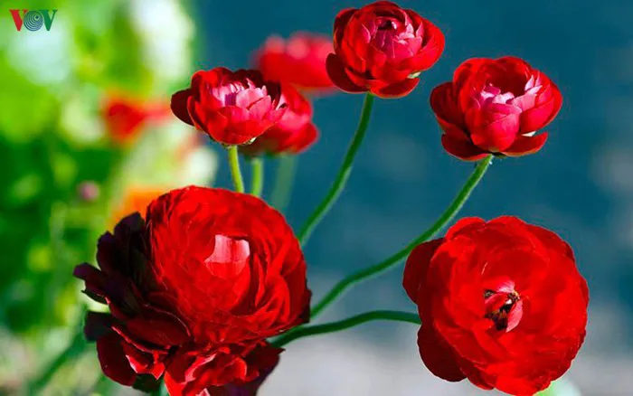 Hoa mao lương “khuynh đảo” thị trường hoa 8/3