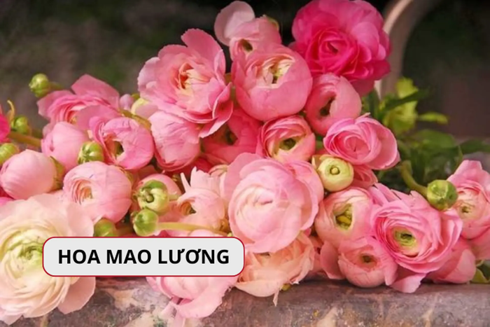 Hoa mao lương là hoa gì? Ý nghĩa và cách trồng hoa mao lương
