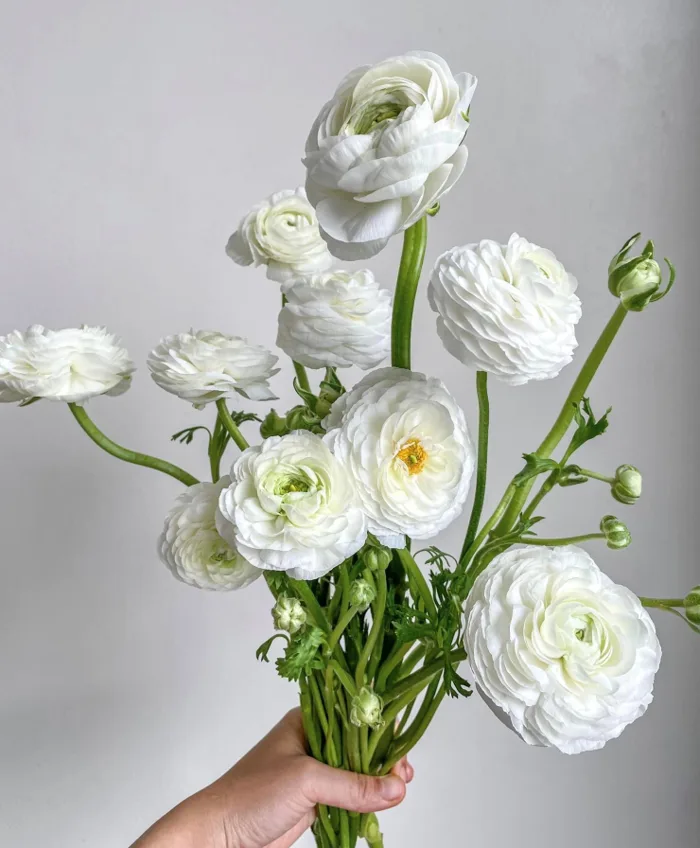 hoa mao lương (hoa hồng ri ba tư ) màu trắng nhập hà lan 