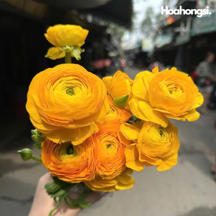 Hoa Mao Lương Trung Quốc - Nàng Hoa Farm