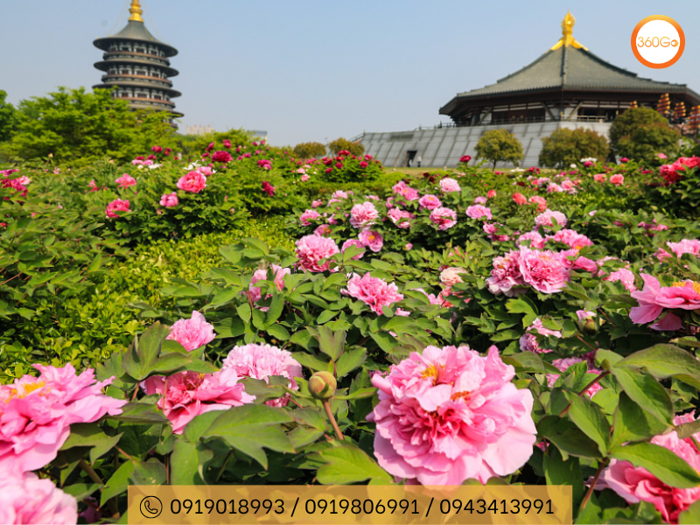 Hoa Mẫu Đơn Trung Quốc - Biểu Tượng Phú Quý