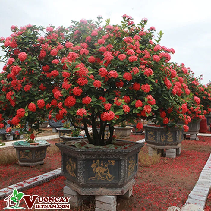 Bán Cây Hoa Mẫu đơn Công Trình Đẹp Cây Khỏe Mạnh Nhất