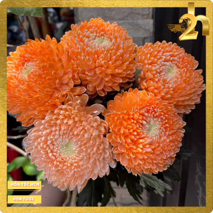 Hoa mẫu đơn cúc mẫu đơn tươi nhiều màu 100% hoa tươi bán lẻ hỏa tốc tp HCM  flowers to go