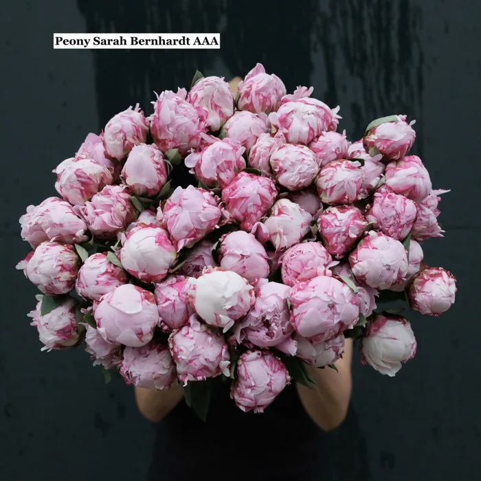 Hoa Mẫu đơn Sarah Bernhardt size AAA New Zealand