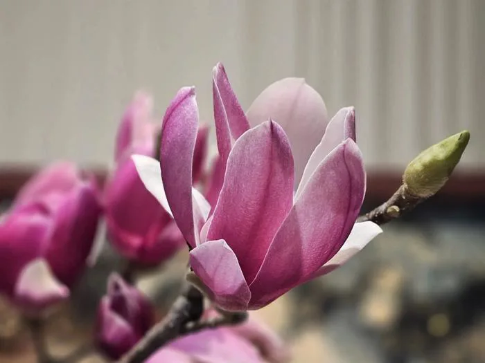Bà nội trợ chi tiền triệu mua cành mộc lan về đón Tết | Báo Dân trí