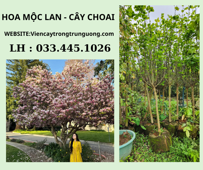 CÂY HOA MỘC LAN - CÂY TO , CHUẨN GIỐNG VÀ CÂ CHO HOA SIÊU ĐẸP