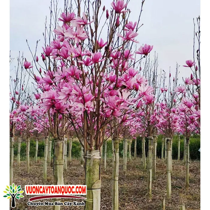 Cây Hoa Mộc Lan Giống Cây Đẹp Khỏe Mạnh Mua Bán Tốt