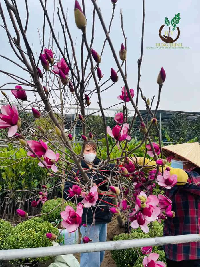 Cây Hoa Mộc Lan - Nhà Vườn Hưng Thịnh