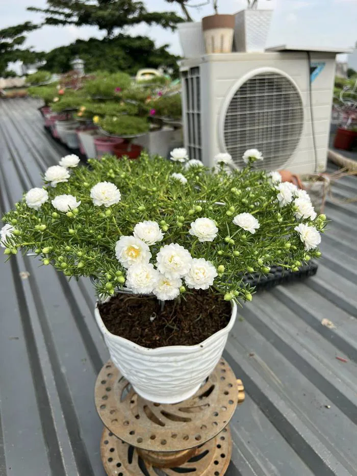 Những chậu hoa mười giờ giá lên đến cả triệu đồng có gì đặc biệt?