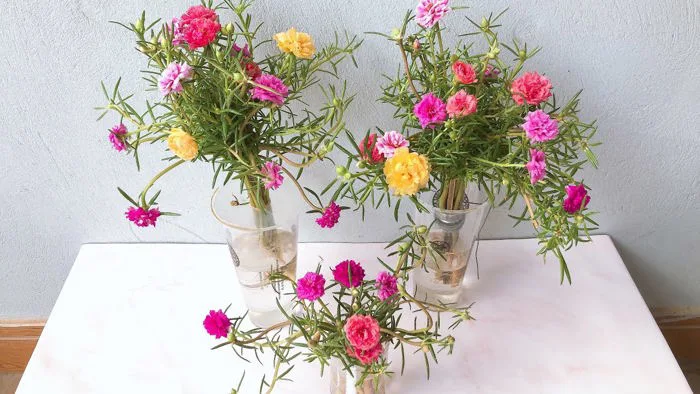 Cách trồng và chăm sóc hoa mười giờ thủy canh | Hạt giống, phân bón, cây  giống, nhà lưới, trùn quế