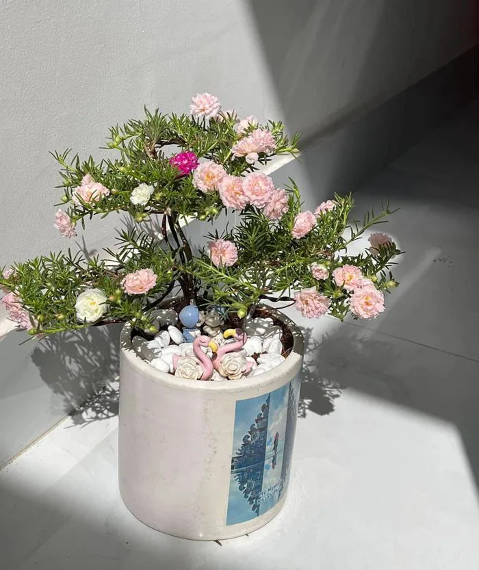 Cô gái Sài Gòn trồng 1.000 chậu hoa mười giờ bonsai - Báo VnExpress
