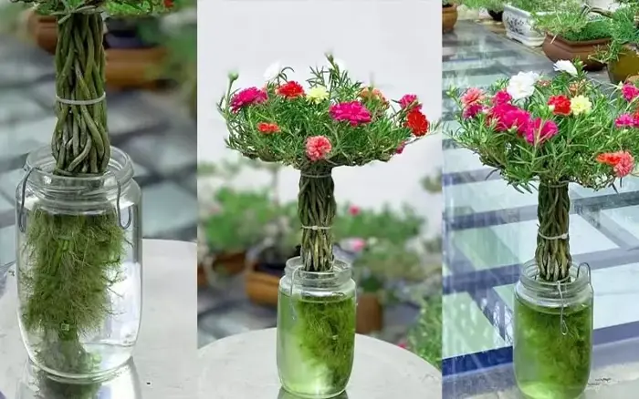 Hướng dẫn cách trồng hoa mười giờ thủy canh