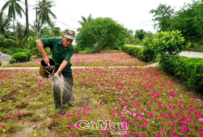 Rực rỡ đường hoa mười giờ